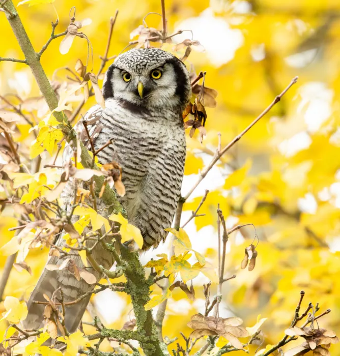 Keizer, Annie: Eule im Herbst
