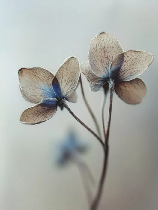 Treechild: Sussurri di petali