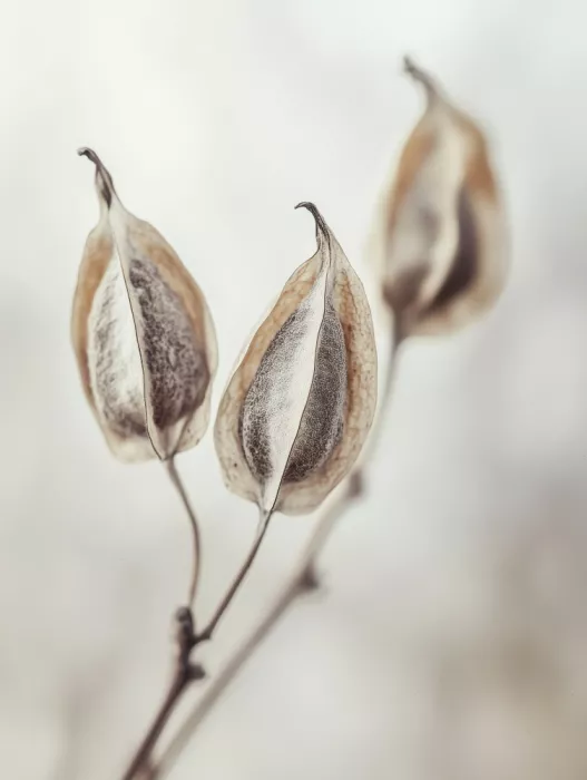 Treechild: Baccelli Sussurranti