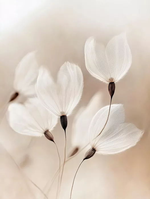 Treechild: Fiori Eterei