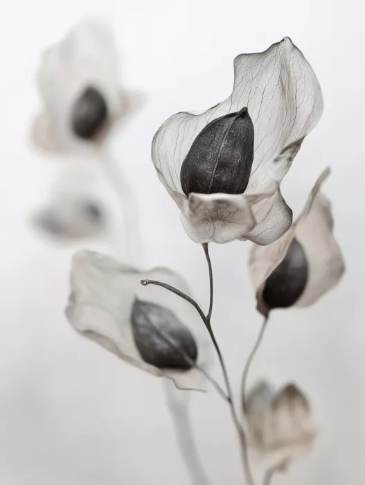 Treechild: Petali sussurranti