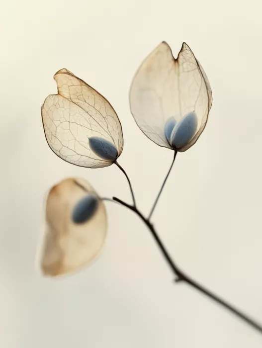 Treechild: Fiori Eterei
