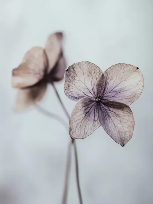 Treechild: Petali eterei
