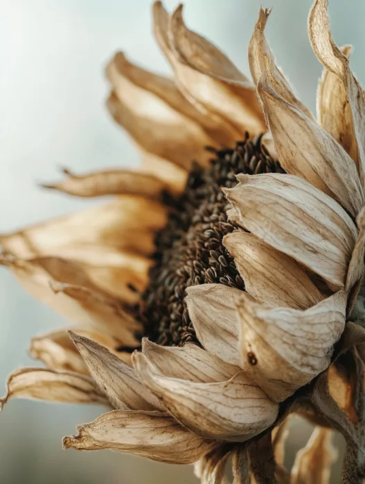 Treechild: Il Sussurro del Girasole