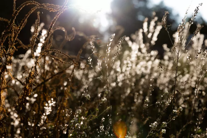 Böhmer, Mareike: Luce invernale calda 7