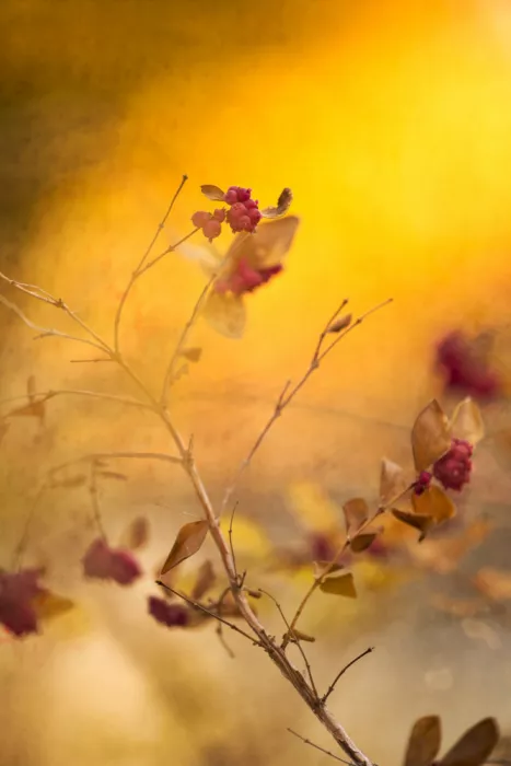 Cui, yang Xiang: Farben des Herbstes