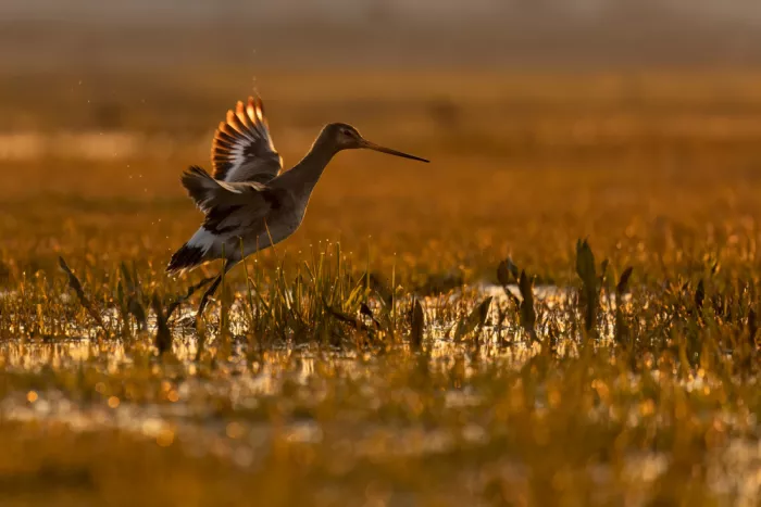 Krimpen, van Brigitte: Sur les ailes