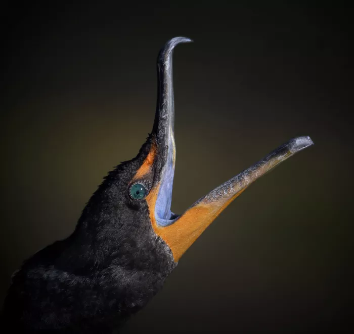 Lester, D Linda: Cormorani in abito riproduttivo