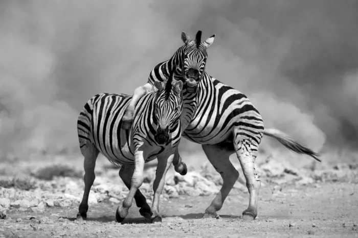 W, Joanna: Zebre africane - 3