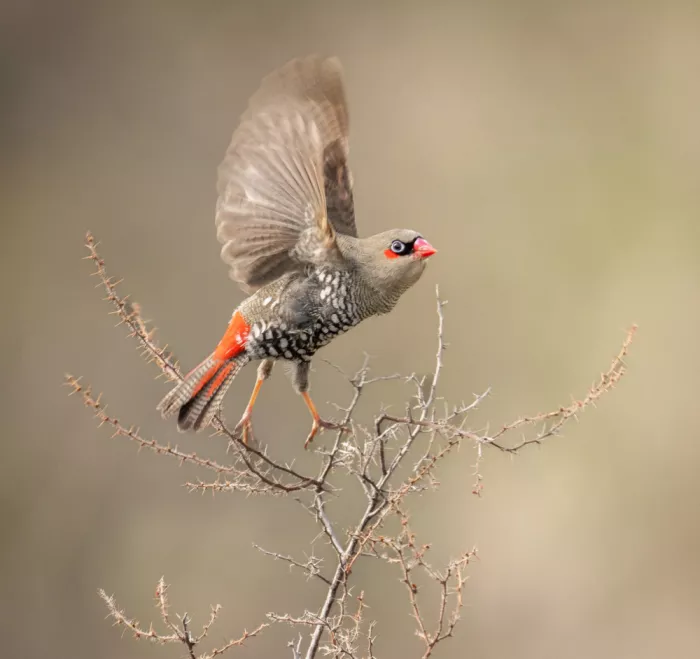 ahmadabdelhameed: Red-eared Firetail