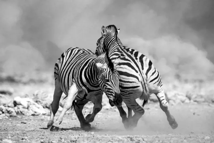 W, Joanna: Zebre africane - 4