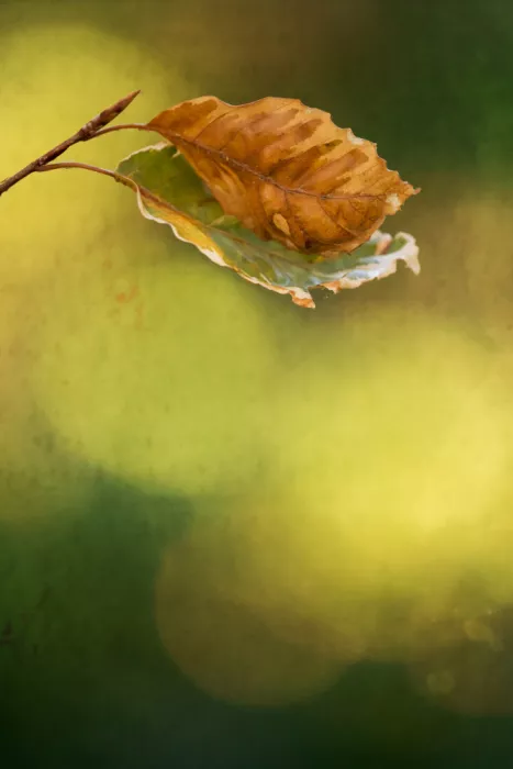 Cui, yang Xiang: Herbstblätter