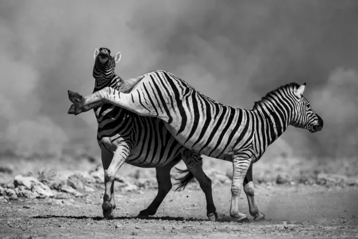W, Joanna: Zebre africane - 7
