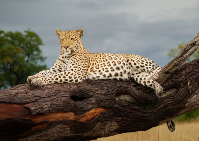 Steenkamp, Etienne: Leopardo a riposo