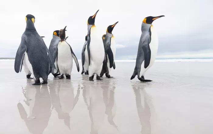 Raga, Gil Joan: Gruppo di pinguini reali