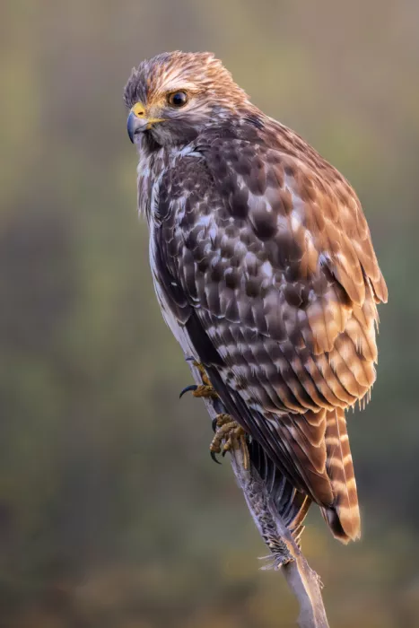 Lester, D Linda: Sparviere dalla spalla rossa