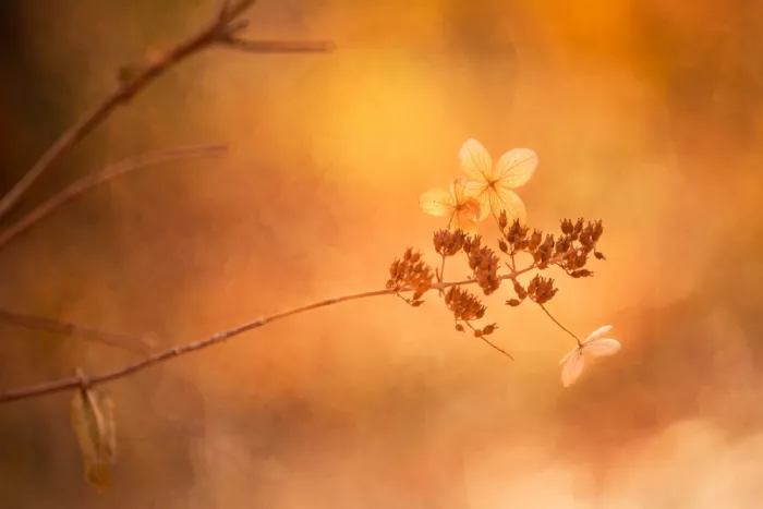 Cui, yang Xiang: Herbstfarben