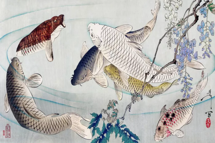 Yoshitoshi, Tsukioka: Sechs Karpfen schwimmend unter Glyzinie (1889)