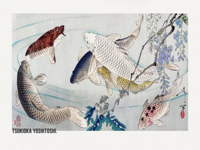 Yoshitoshi, Tsukioka: Sechs Karpfen unter Glyzinie schwimmend (1889)