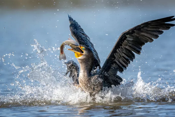 Lipinghu: Die Freude beim Fangen eines großen Fisches