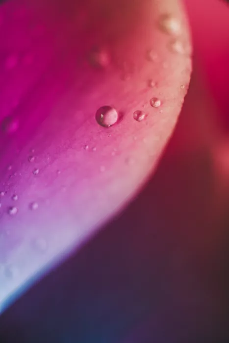 Pardina, Javier: Dégradés Rose et Violet Vibrants