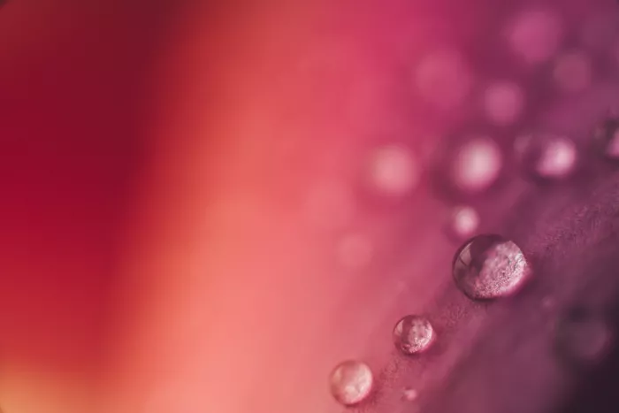 Pardina, Javier: Růžové květy s kapkami rosy