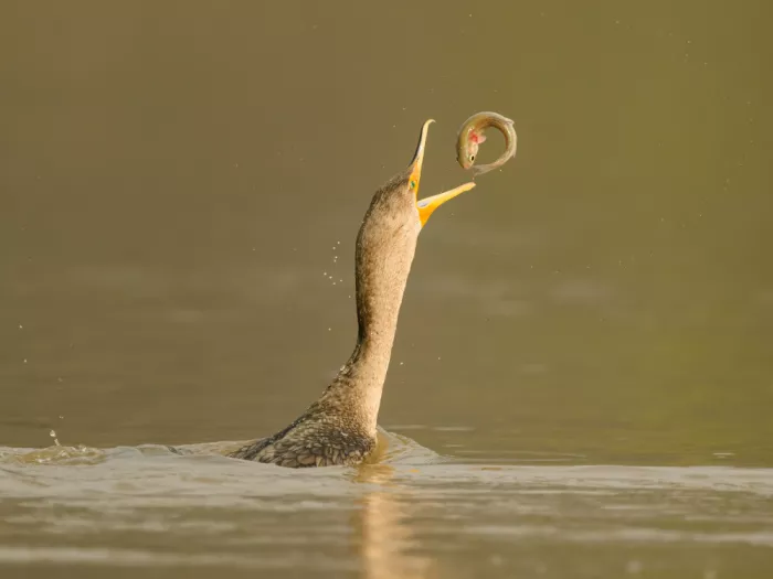 Wang, Moses: Cormorant and fish O-ring