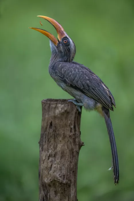 Procaccia, Itamar: Malabar-Grauer Nashornvogel