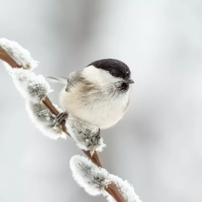 Keizer, Annie: Sumpfmeise im Winter