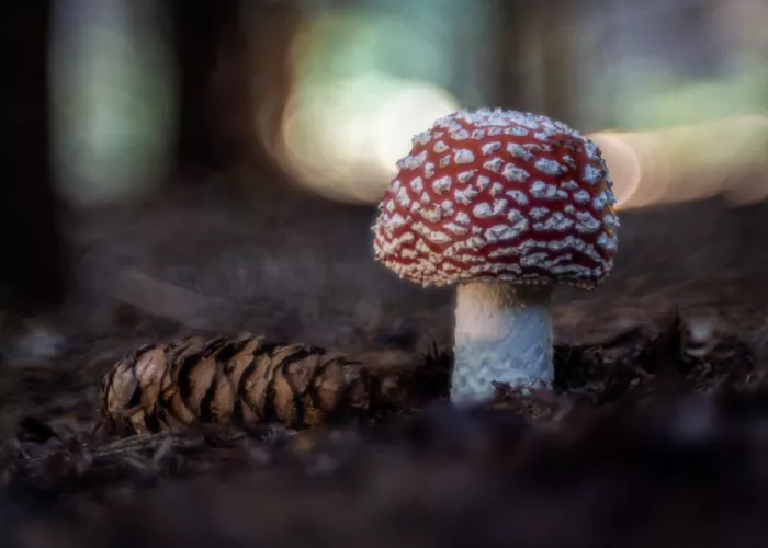 Barboni, Sergio: Sottobosco