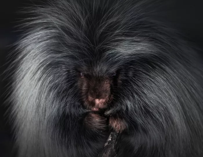 Zhao, Alex: Nordamerikanischer Stachelschwein
