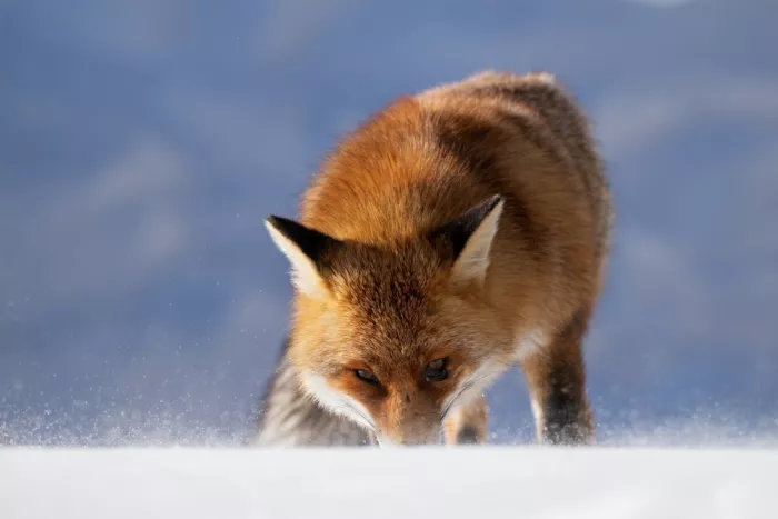Bolla, Paolo: Roter Fuchs