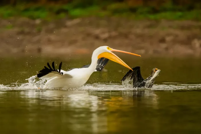 Wang, Moses: Pelican and Cormorant
