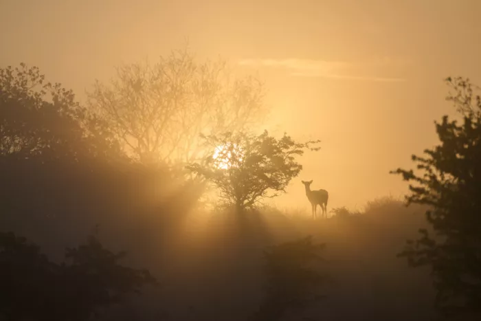 Guijt, Richard: Cervo in luce dorata
