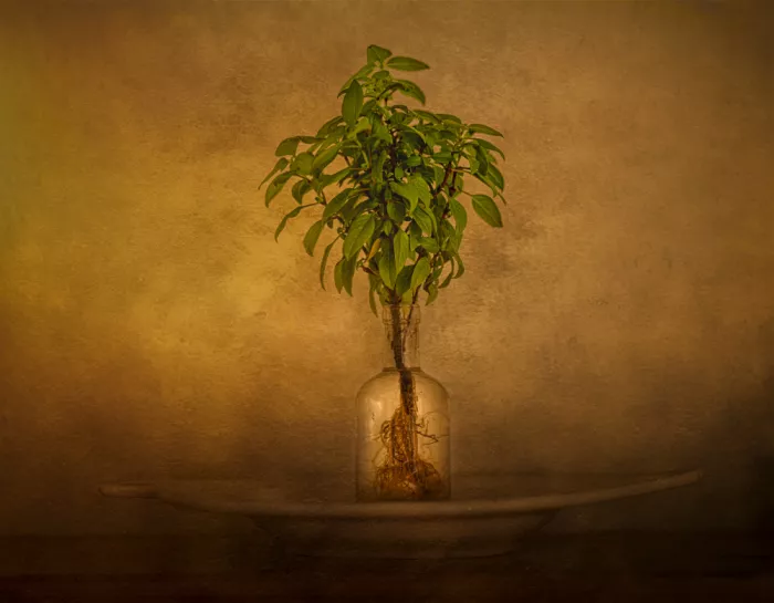 Zhong, John-Mei: Arbre comestible