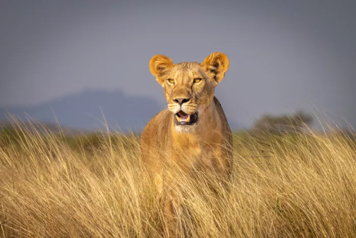 Sink, C. Jeffrey: Leonessa dorata nella luce dorata del mattino. Masai Mara, Kenya