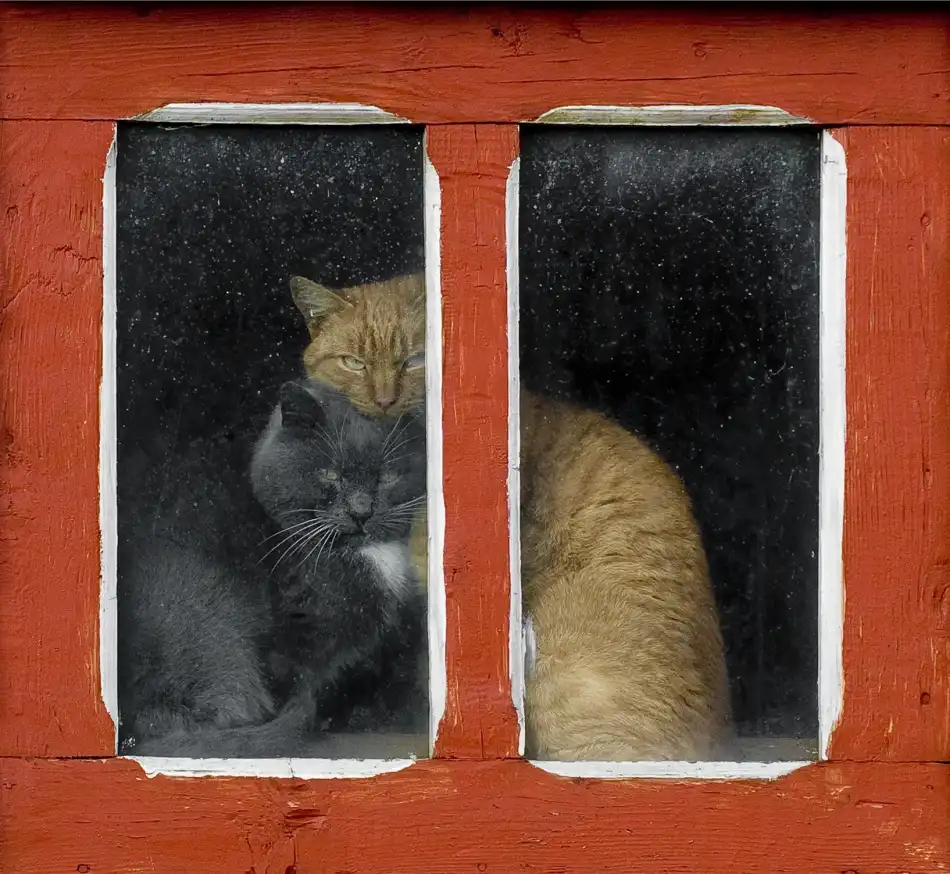Turcu, Mihnea: Amore