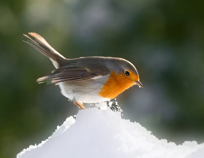 Keizer, Annie: Im Licht....und im Schnee!