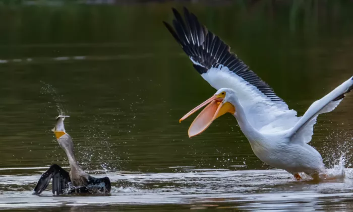 Zeng, Jiahong: Pellicano combattente Cormorano