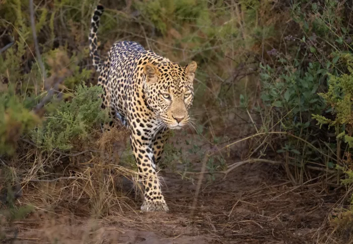 Sink, C. Jeffrey: La bella minaccia in agguato. Leopardo maschio nel Parco Nazionale di Samburu, Kenya