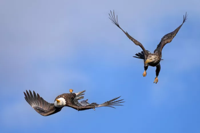 P., Ruiqing: Chasse au ciel