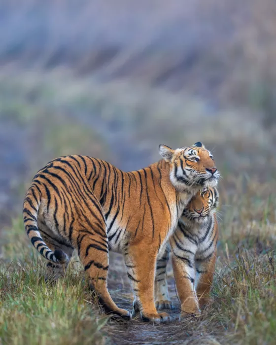 Bhatia, Yogesh: Madre e bambino