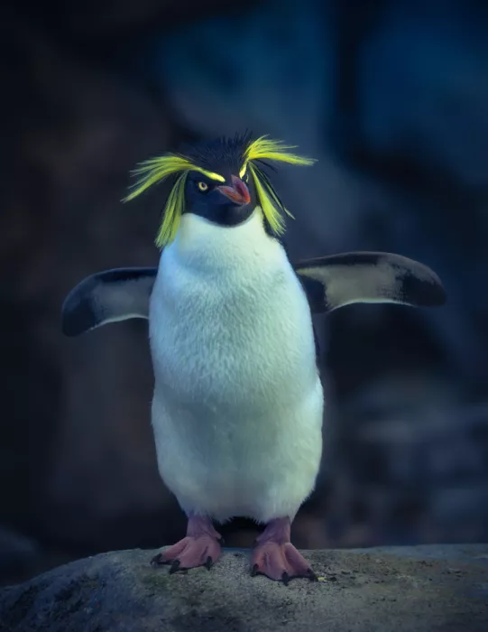 Zhao, Alex: Felsenpinguin III