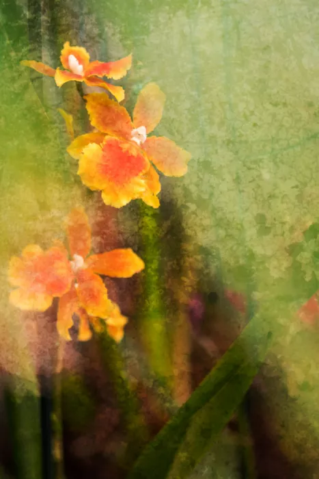Cui, yang Xiang: Orchidee