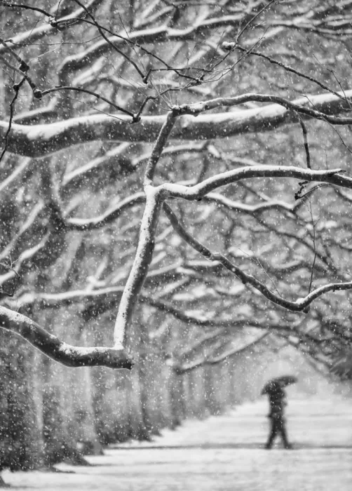 Niemiec, Anna: First snow