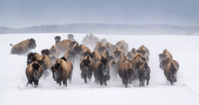 Lai, Vicki: Corsa di bisonti