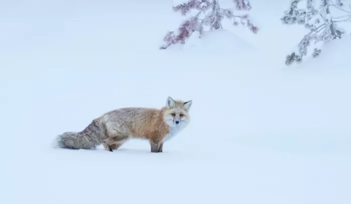 meix: Una volpe nella montagna innevata
