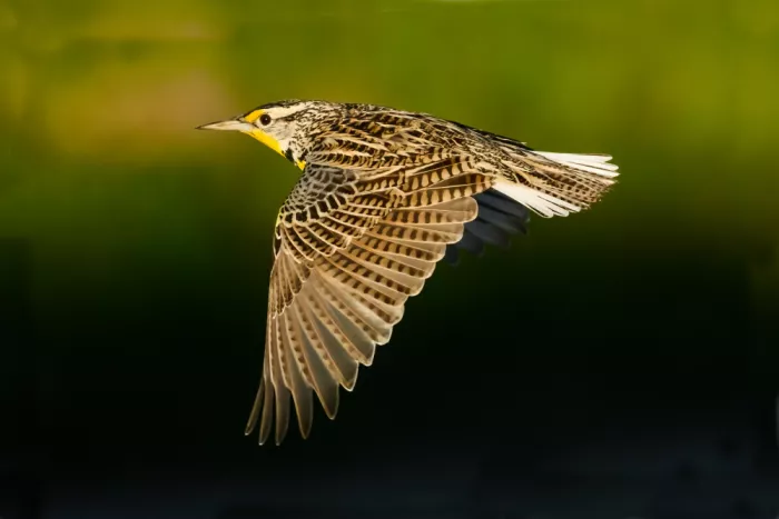 Wang, Moses: Western meadowlark