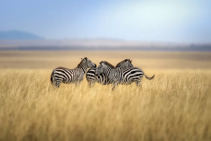 Singh, Anita: Roztomilá banda