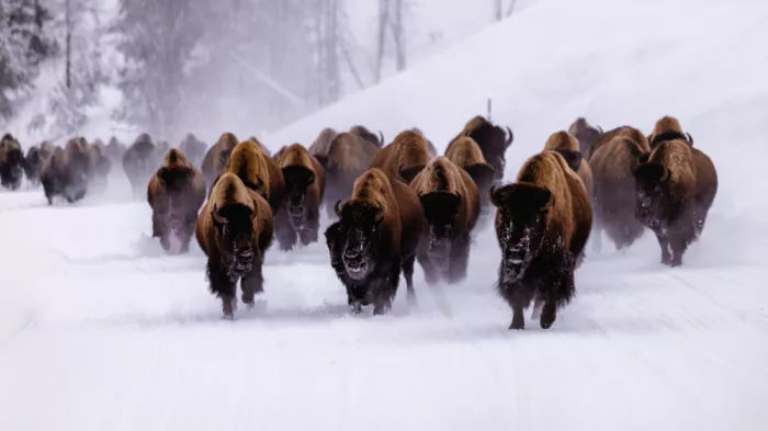 Gu, Zeren: Bisonenverfolgung im Schnee